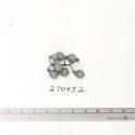 Click for 1 image(s) for this accession. FRUIT